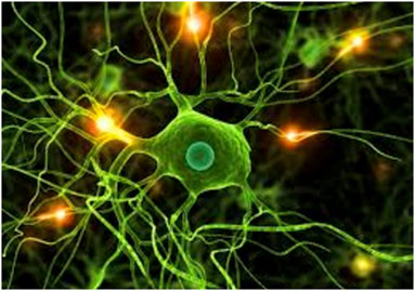 Neuronas
